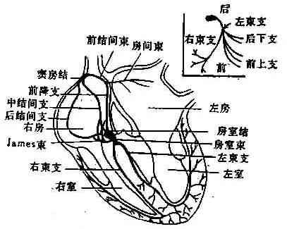 心脏传导系统示意图（右上图左束示意图）