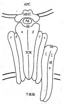 TCR/CD3结构模式图
