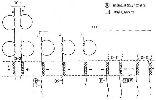 TCR/CD3复合物模式图