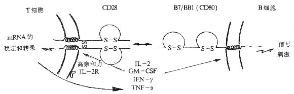 CD28与CD80分子相互作用示意图