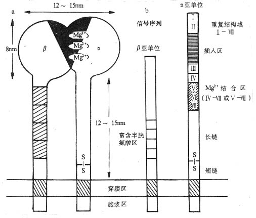 integrin分子的结构（示意图）