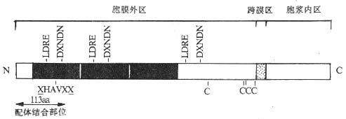 Cadherin分子的结构模式图