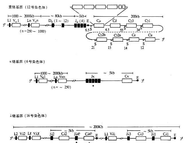 小鼠Ig基因结构
