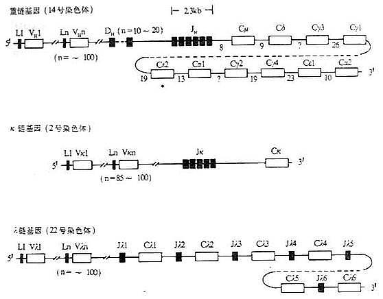 人Ig基因结构