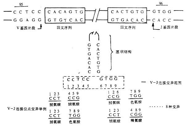 轻链基因V-J连接多样性举例