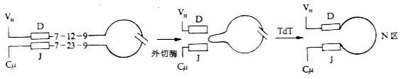 N区插入D-J连的接处（示意图）
