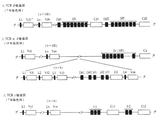 人TCR基因的结构