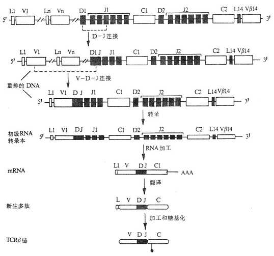 小鼠TCRβ基因重排顺序、转录和合成