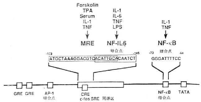 IL-6基因的功能调节区