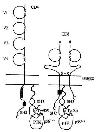 p56lck同CD4、CD8作用的模式图