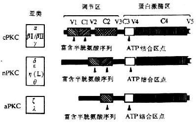 PKC亚类的分子结构