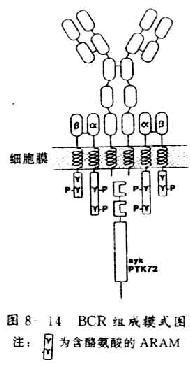 B细胞双重抗原识别模式图