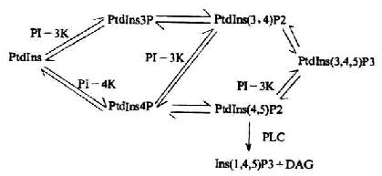 不同磷酸化磷脂酰肌醇的产生及调节