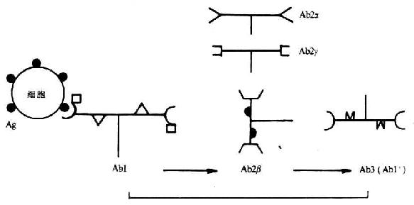 模拟肿瘤相关抗原的Ab2β诱导出Ab3（Ab1`）