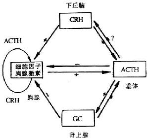 HPA与胸腺轴系