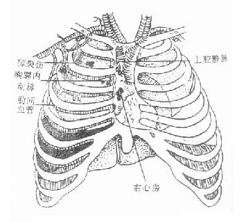 血胸和心包积血的来源