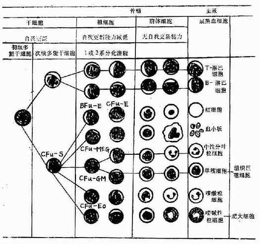 血细胞起源与分化模式图