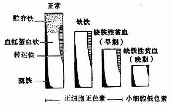 缺铁的发展阶段