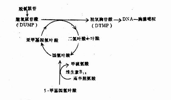 叶酸与维生素B12代谢的相互关系及对DNA合成的作用