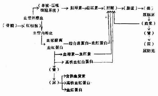 溶血后血红蛋白代谢的途径