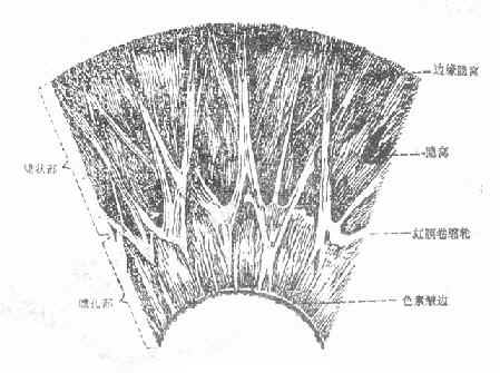 虹膜表面