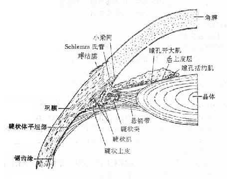 眼部前部的经向切面