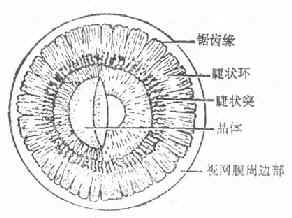 眼球前部的后面观