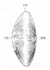 晶状体侧面部