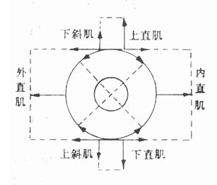 正常位置眼外肌作用之图解（右眼）