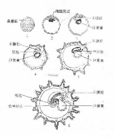 人胚发育的早期