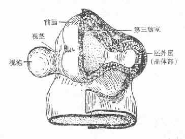 视泡和视茎