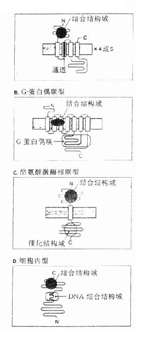 受体类型示意图