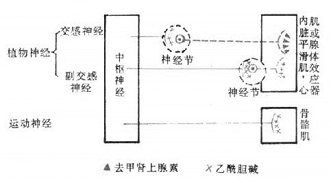 传出神经分类模式图