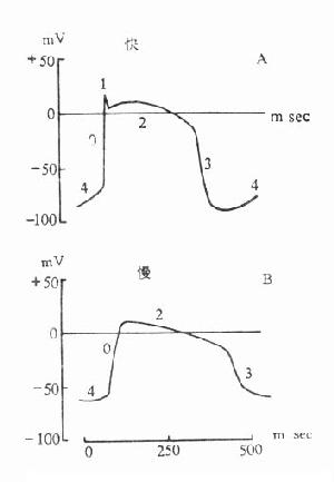 浦肯野纤维的快反应与慢反应电活动