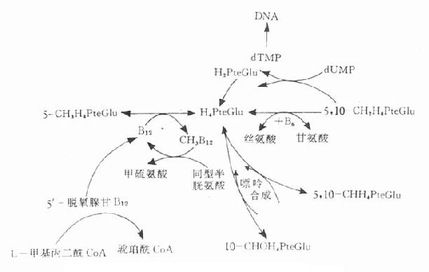 叶酸和维生素B12的代谢及它们的相互关系