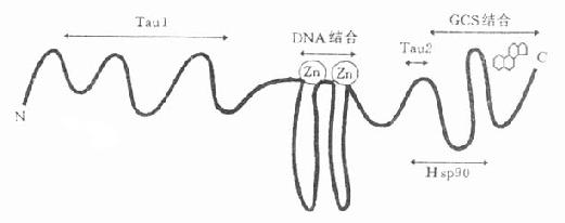 皮质激素受体功能区示意图