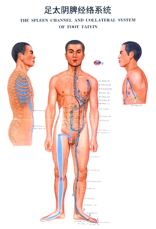 足太阴脾经经穴分寸歌