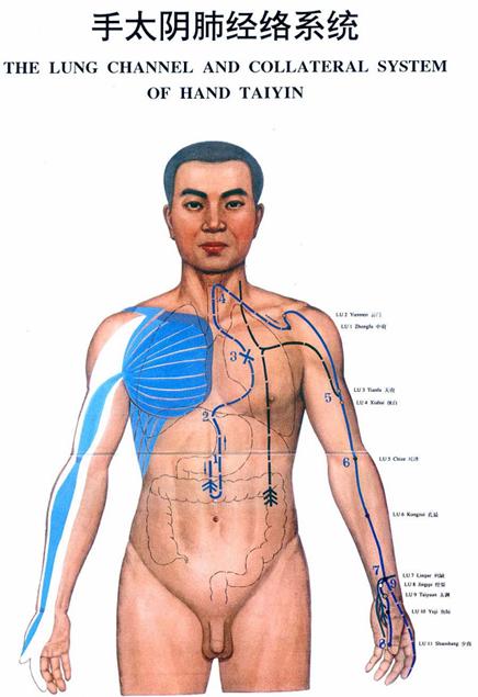 手太阴肺经经穴分寸歌