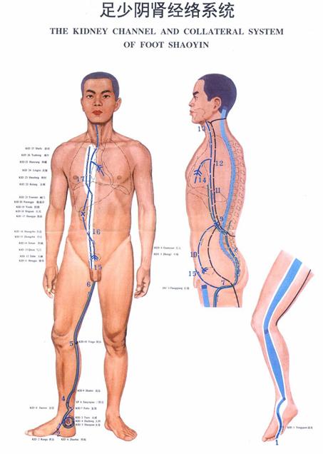 足少阴肾经经穴分寸歌