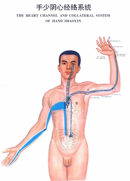手少阴心经经穴分寸歌