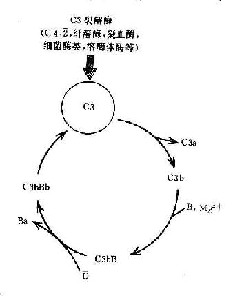 C3b的正反馈途径