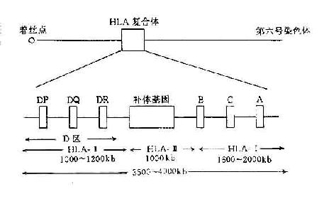 人类HLA复合体结构示意图