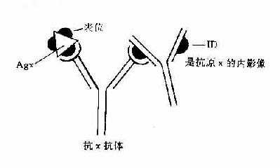 内影像图解