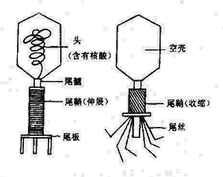 大肠杆菌T2噬菌体结构模式图