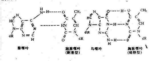 碱基的互变异构