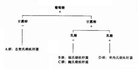 志贺氏菌属生化反应分类