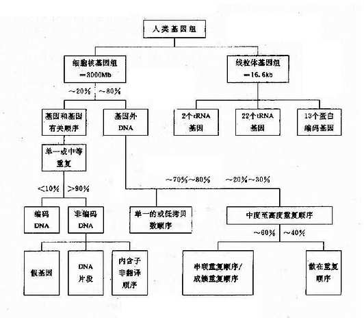 人类基因组结构