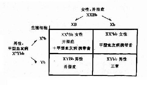 两种致病基因在不同染色体上的自由组合