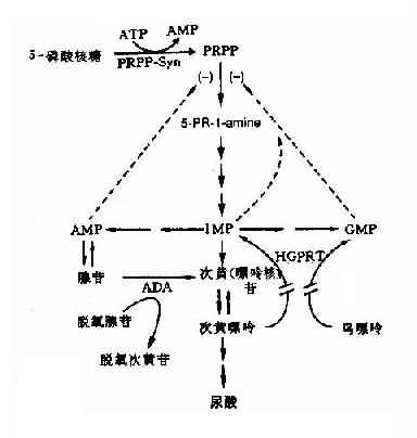 HGPRT缺乏导致Lesch-Nyhan综合征