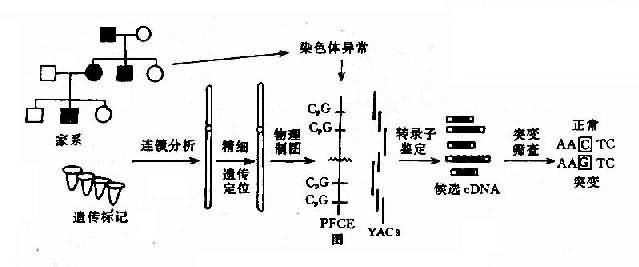 位置克隆操作过程图解